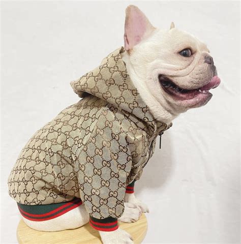 gucci dog hoodie|gucci collar for dogs.